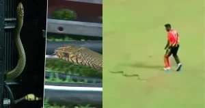 Lucky Escape For Udana As Snake Enters LPL Yet Again