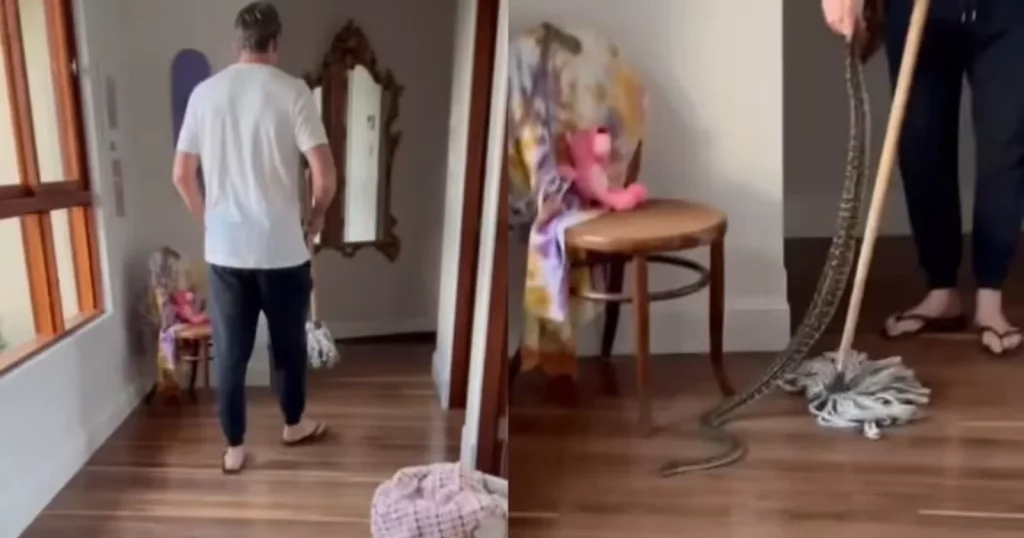 Glenn McGrath Catches 3 Pythons At Home