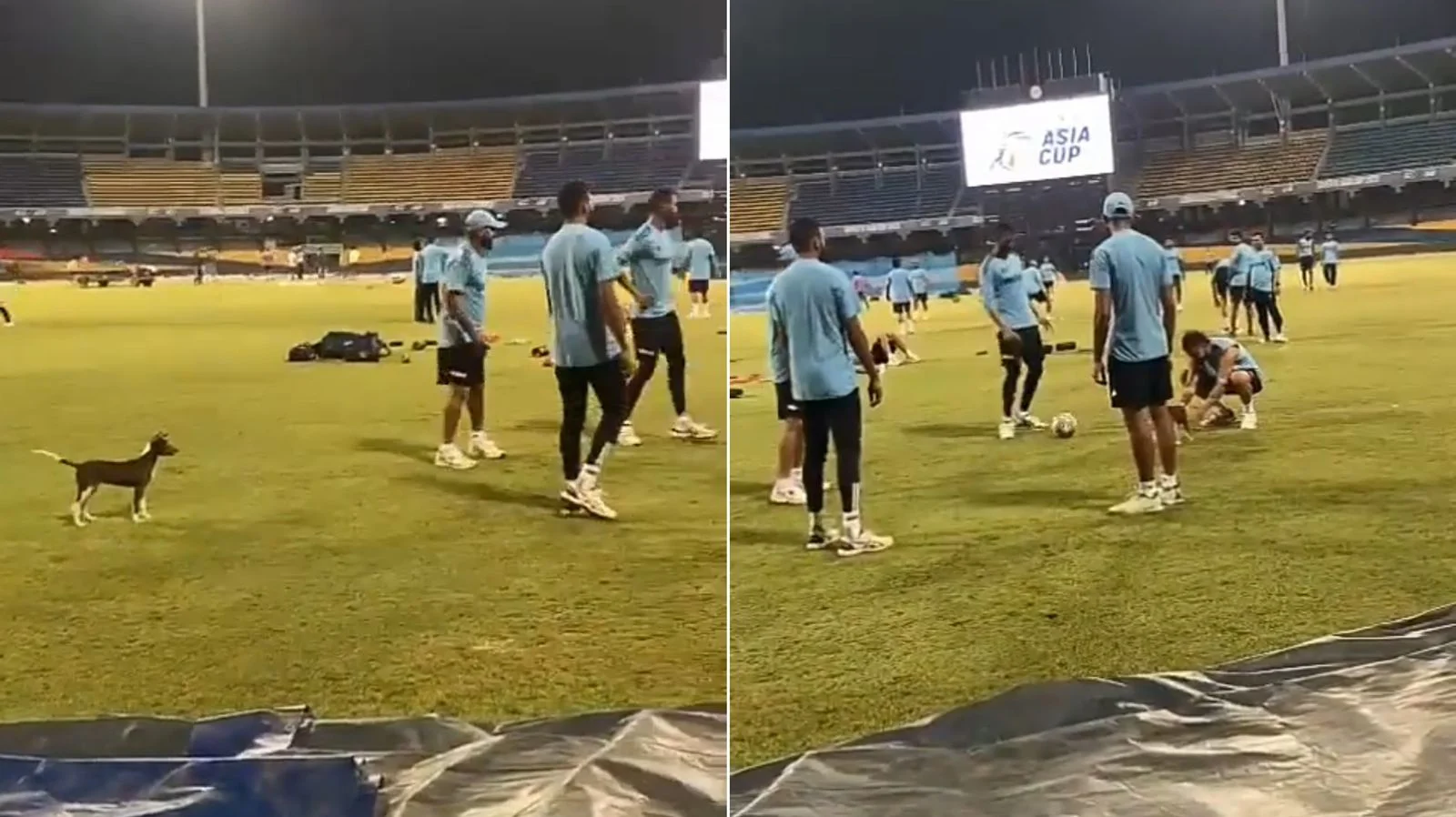 IND vs PAK Asia Cup 2023: Virat Kohli Pauses His Intense Training To Play With Puppy